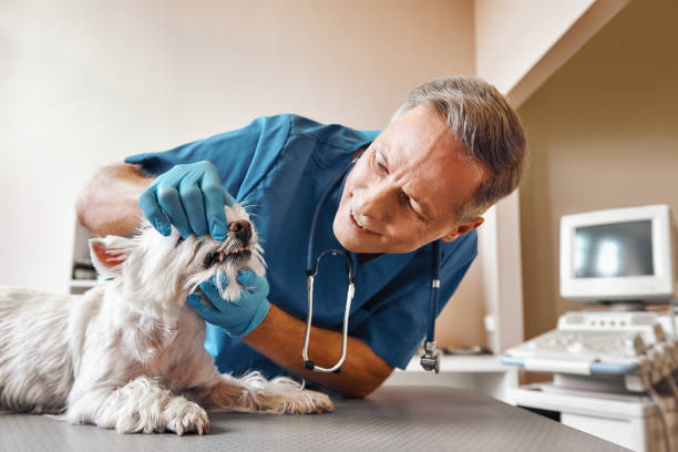  Longview Heights, WA Emergency Dentist Pros